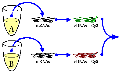 RNA extraction