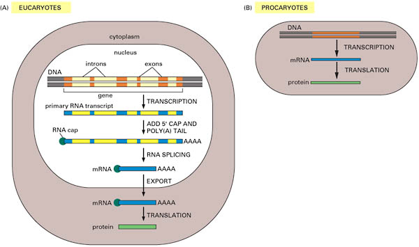 the pathway from DNA to protein sequences