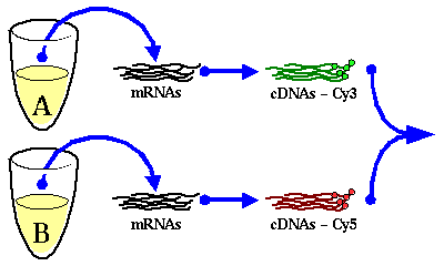 Image extract_RNA.gif