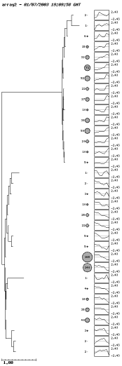 SOTA dendogram