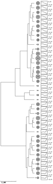 SomTree dendogram