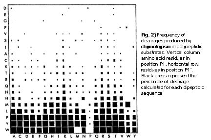 chymotrypsin->cleavage